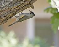 Black crested Titmouse